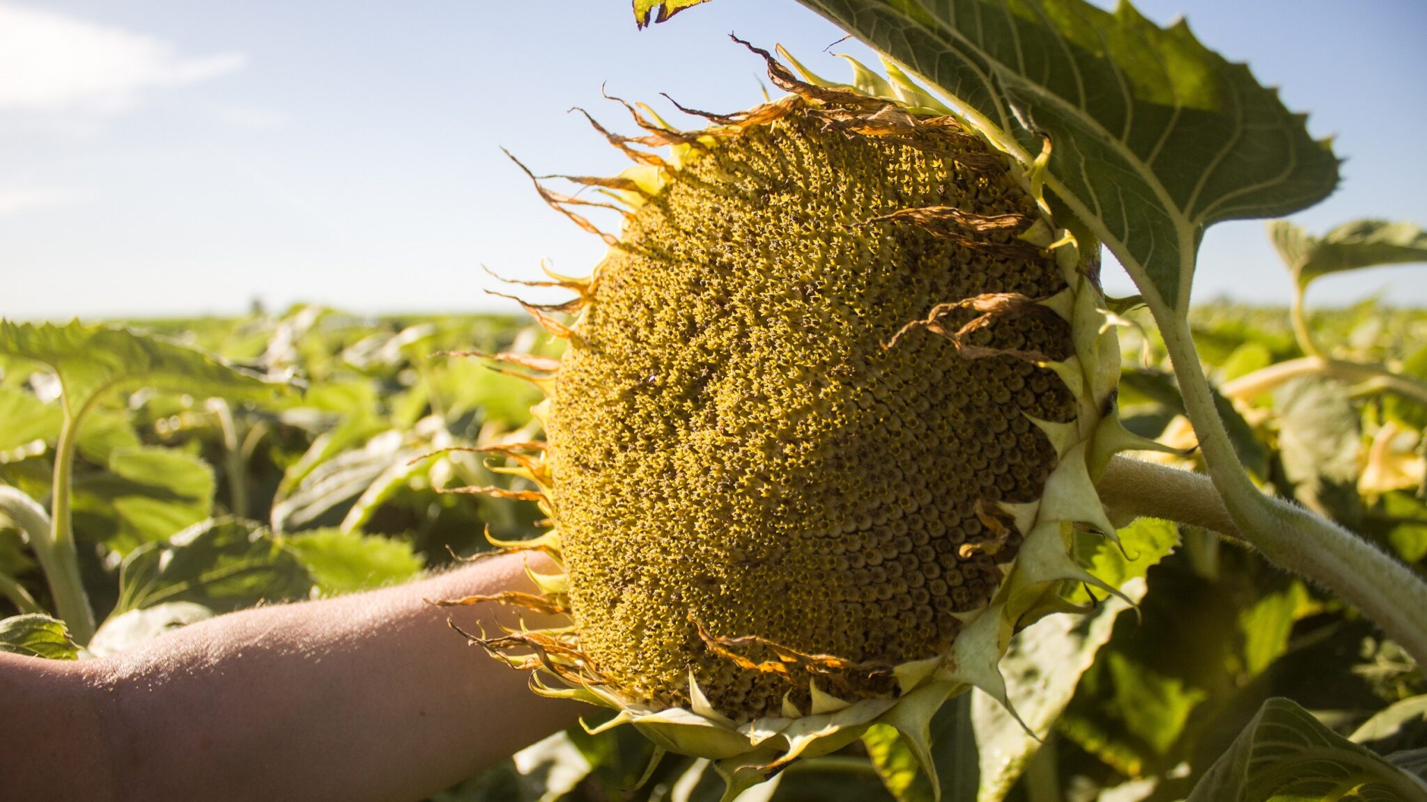 Girasol en la zona Núcleo: un renacer inesperado - Pampa Húmeda